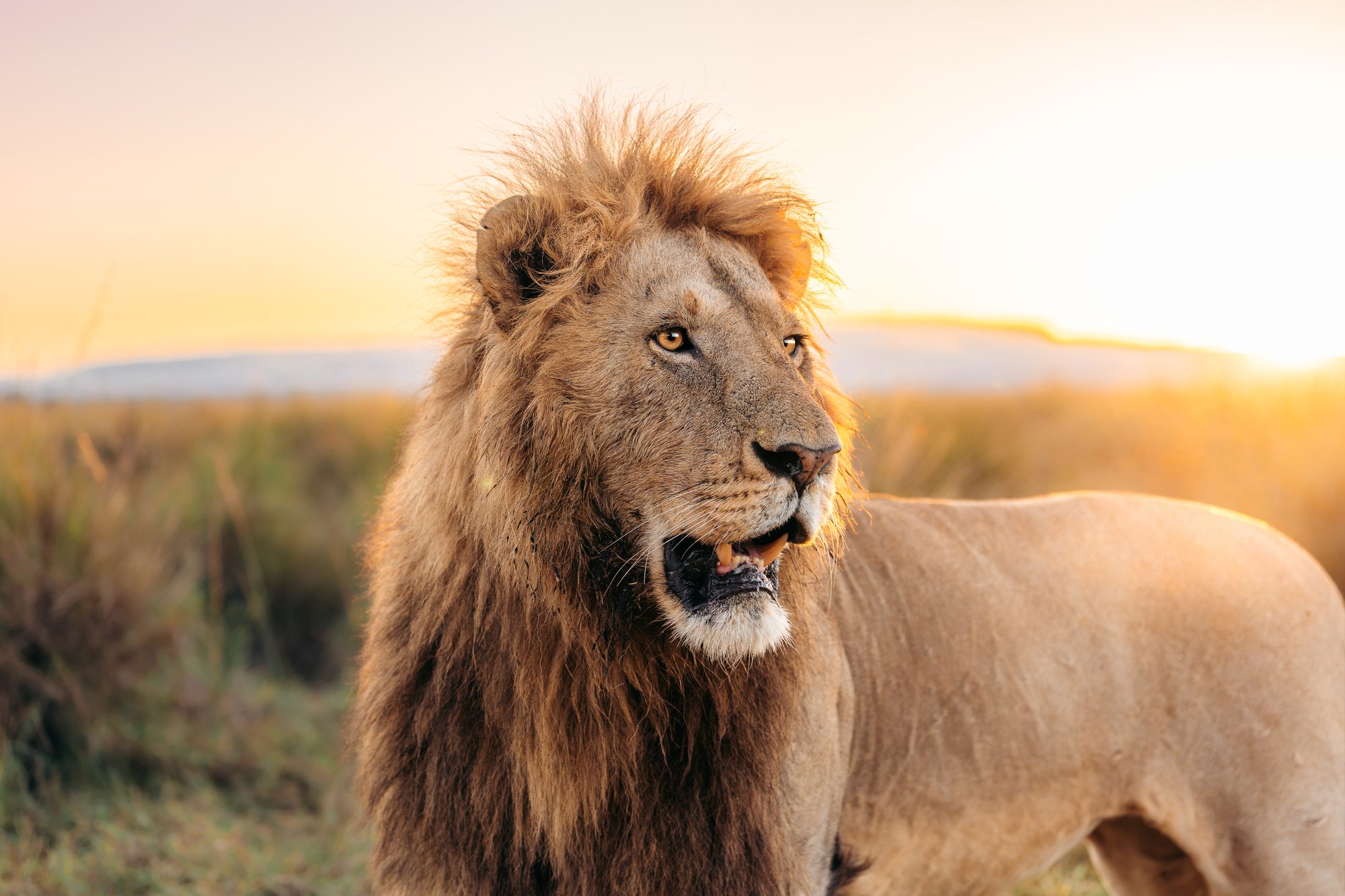 Wildlife photography